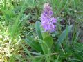 Orchis mascula
